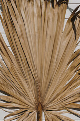 Dry tropical exotic palm leaf. Minimalistic aesthetic floral pattern composition