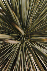 Exotic green palm leaves. Minimal tropical nature concept