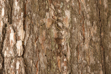 Natural wood texture with relief