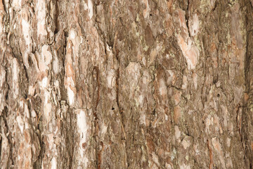 Natural wood texture with relief