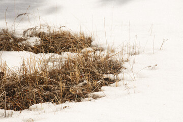 Thawed yellow grass in the snow - obrazy, fototapety, plakaty