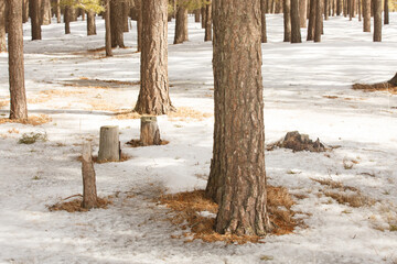 Stumps of felled trees in the forest