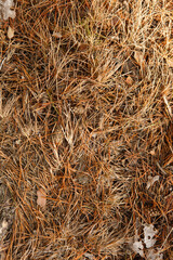 Texture of the ground cover in the forest