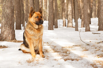 German Shepherd in the forest