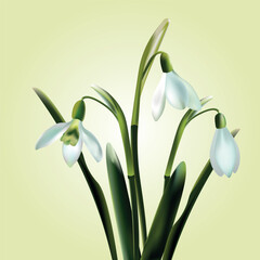 Beautiful realistic snowdrops on yellow backround 