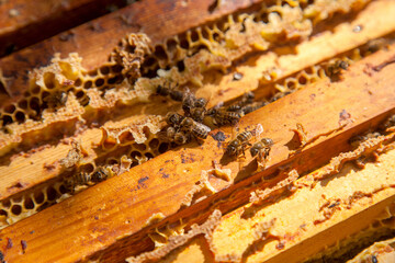 Open hive showing the bees swarming on a honeycomb..