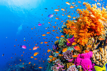 Naklejka na ściany i meble Photo a coral reef garden filled with vibrant color