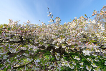 Cherry blossom in the Garden of the Plants. Paris 5th arrondissement