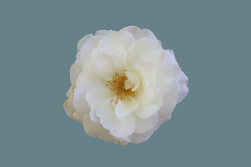 White rose flower.