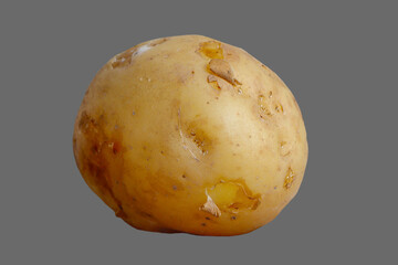 Tuber, root of potato vegetable.
