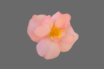 Pink begonia flower.