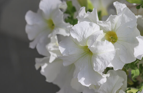 White petunia blooms