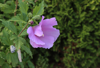 Syrian hibiscus blooms.