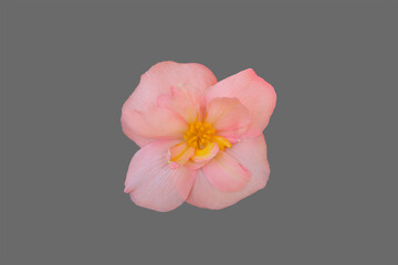 Pink begonia flower.