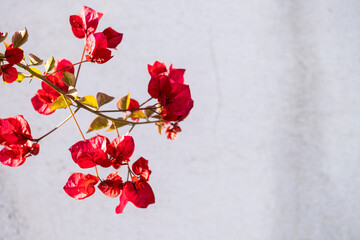 Detail of a Bougainvillea, popularly known as veranera, trinitaria, bougainvillea, genus of the Nyctaginaceae family.