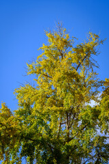 Detail of gingko or tree of the forty shields, it is a species of tree of the Ginkgo genus, the only non-extinct species of the Ginkgopsida class, after passing autumn.