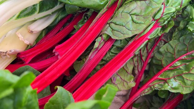 Fresh organic rhubarb for sale at a local farmers market in Marbella Spain, healthy bio vegetables, 4K shot