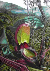 Oil paintings depicting one of my favourite pitcher plants: Nepenthes rajah, on its native Mount Kinabalu, in Borneo.