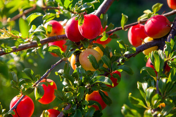 Ripe cherry plum berries in the garden on a tree. Growing cherry plums in a orchard..