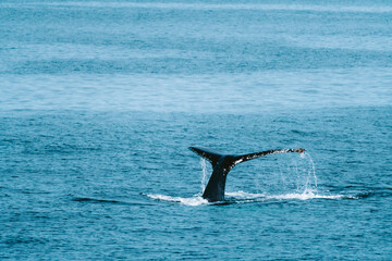 Humpbackwhale humpback whale in iceland fluke in the atlantic ocean © Michael
