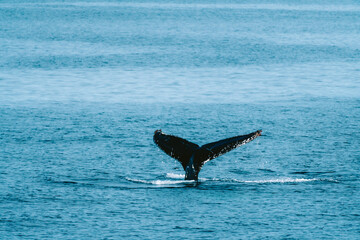 Fototapeta premium Humpbackwhale humpback whale in iceland fluke in the atlantic ocean