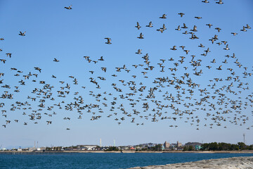 海岸の空を覆う無数の海鳥 - obrazy, fototapety, plakaty