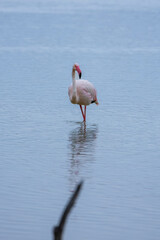 flamingo reflected in the water