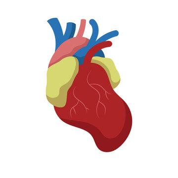 human heart vector illustration. white background. illustration of body organs