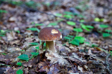 Single Boletus edulis or porcini mushroom growing in the forest. .
