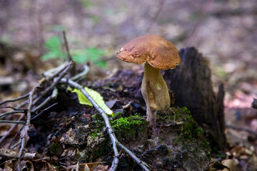 Single Boletus edulis or porcini mushroom growing in the forest. .