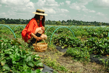 Beautiful Woman in red Dress gathering Strawberry at the farm