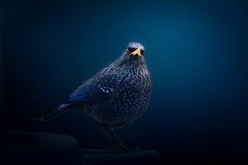portrait of a blue whistling thrush against dark blue background