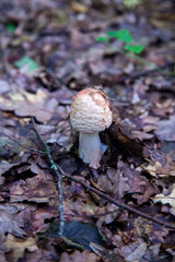 Amanita rubescens, known as blushing amanita in autumn forest..
