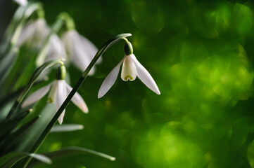 Snowdrops on a bright green blurred natural background on a sunny day. Selective focus with copy space