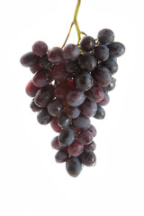 Bunch of organic black grapes isolated on white background.