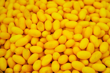 Silkworm Cocoon pod Natural , insect Yellow silkworm cocoons. Gold silkworm cocoons shell. This is...