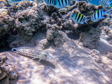 Speckled sandperch fish (Parapercis hexophthalma) on sand at coral reef..