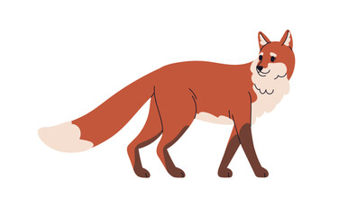 Red fox, wild forest animal. Cunning foxy mammal, beast. Carnivore with tail, sly carnivorous predator walking, going. Flat graphic vector illustration isolated on white background