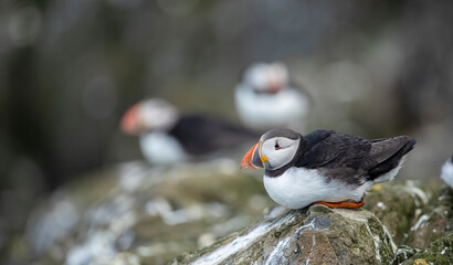 Close-Up of a Puffin Bird on Coastal Cliff Against Blue Sky A Colorful and Detailed Portrait of a Puffin with a Bright Orange Beak - obrazy, fototapety, plakaty