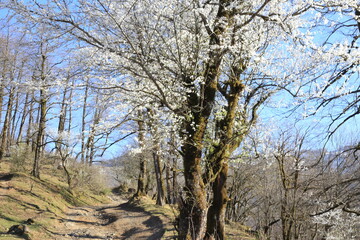 Obraz premium tree in the forest