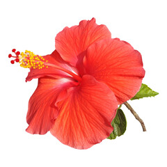 fresh red hibiscus flower isolated image  © ziaurrahman2701