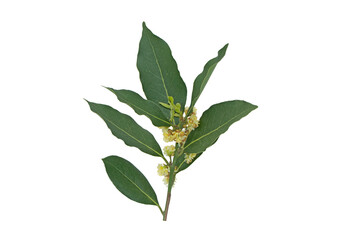Blooming branch of the bay laurel (Laurus nobilis) is an aromatic evergreen tree or large shrub in...
