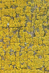 Texture of greenish yellow, orange colored lichens on a palm tree trunk