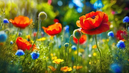 Summer garden with blooming red poppies - obrazy, fototapety, plakaty