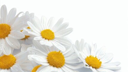 Obraz premium Macro shot of white daisy flowers cluster