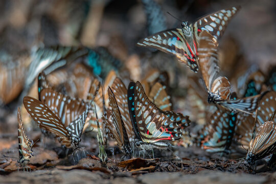 A group of butterflies in the nature