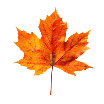  Maple leaf against an isolated white background