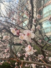 cherry blossom