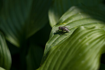 A fly sits on a leaf