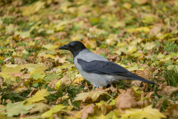 Crow in the park